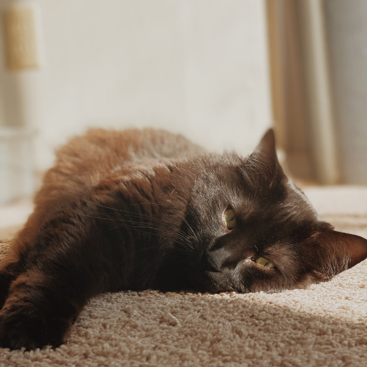 cat on a carpet